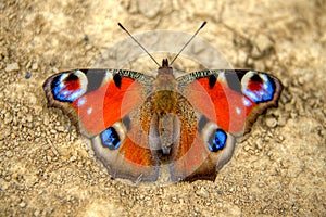 Butterfly