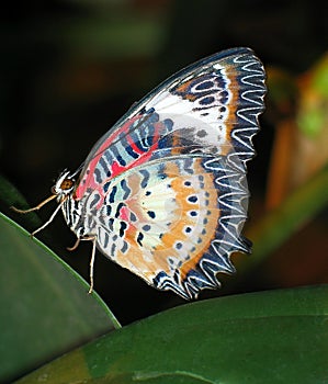 Schmetterling 