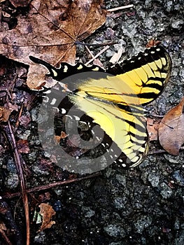 Butterfly 4