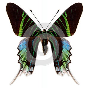 Mariposa 