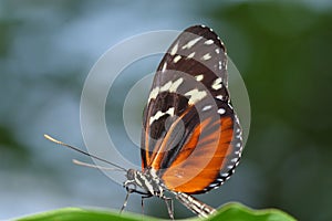 Mariposa 