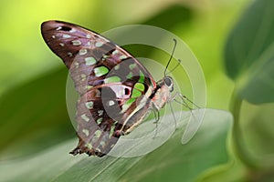 Schmetterling 