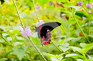 Butterfly photo