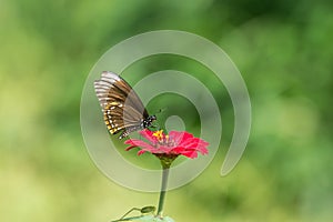 Butterfly that absorbs flower nectar