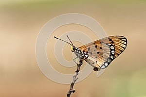 Butterfly - Acraea violae on dry stick