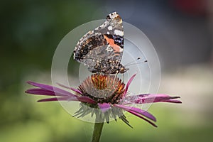 Butterfly Admiral on a pink flower closeup