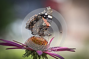 Butterfly Admiral on a pink flower closeup