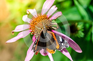 Butterfly. Admiral pollinates on echinacea/beautiful butterfly pollinates on a bright echinacea flower