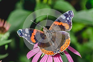 Butterfly. Admiral pollinates on echinacea/beautiful butterfly pollinates on a bright echinacea flower