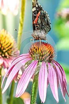 Butterfly. Admiral pollinates on echinacea/beautiful butterfly pollinates on a bright echinacea flower