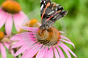 Butterfly. Admiral pollinates on echinacea/beautiful butterfly pollinates on a bright echinacea flower