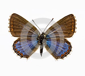 Butterfly - Adonis Blue