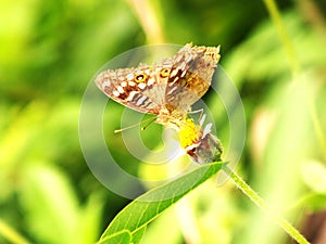 Butterfly against light background