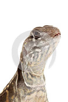 Butterfly Agama Lizard