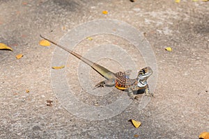 Butterfly Agama Lizard