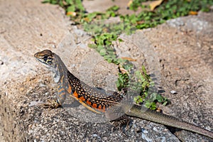 Butterfly Agama Lizard