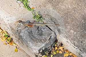 Butterfly Agama Lizard