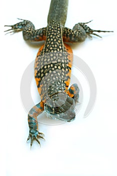 Butterfly Agama Lizard