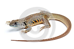 Butterfly Agama Lizard isolated on white