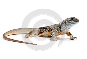 Butterfly Agama Lizard isolated