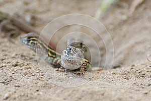 Butterfly Agama Lizard (Leiolepis Cuvier)