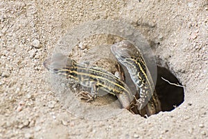 Butterfly Agama Lizard (Leiolepis Cuvier)