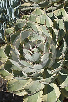 Butterfly agave Agave potatorum Kichijokan