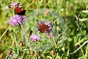 Butterfly aglais io