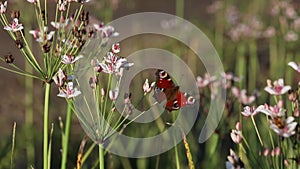 Butterfly aglais io with large spots on the wings sits on a cornflower meadow