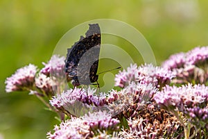 Butterfly aglais io with large spots on the wings sits on a cornflower meadow