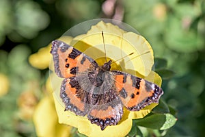 Butterfly - Aglais urticae