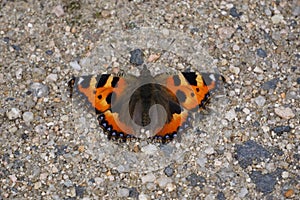 Butterfly aglais urticae with colorful wings