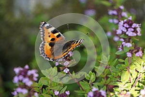 Butterfly aglais urticae with colorful wings