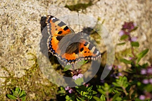 Butterfly aglais urticae with colorful wings