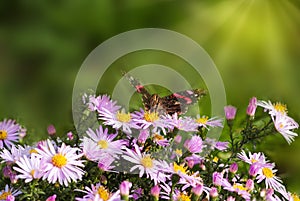 Butterfly, Aglais urticae, on a flower symphyotrichum novi-belgii, on a sunny autumn day