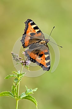 A butterfly Aglais urticae sit on a forest plant on a summer morning