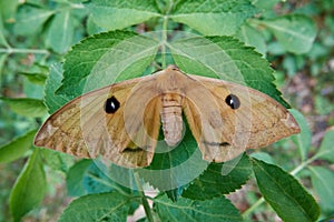 Butterfly Aglia tau or Tau emperor close-up on a green leaves