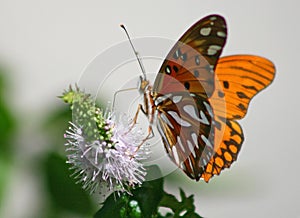Butterfly (Agraulis Vanillae)