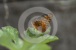 Butterfly (Agraulis vanillae) under the leaf of a maxixe or gherkin plantule (Cucumis anguria)