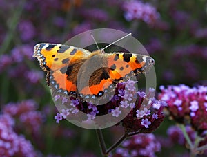 Butterfly alighting with outstretched wings on purple flowers