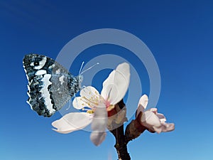 Butterfly almond almods tree flower background srping isolated blue sky