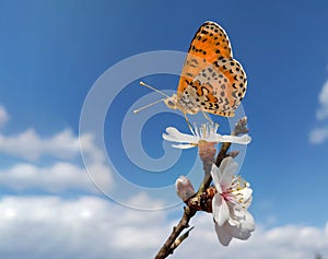 Butterfly on almond almods tree flower background srping isolated blue sky