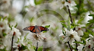 Butterfly on almond flowers