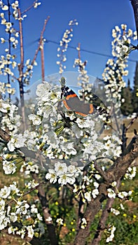 Butterfly on an almond tree