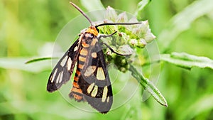 Butterfly amata in green garden