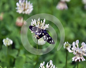 Butterfly Amata phegea