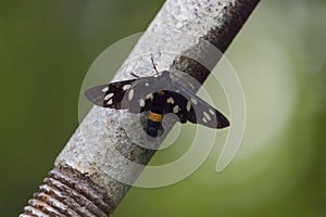 The butterfly Amata phegea on the inflorescence