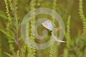 Butterfly on ambrosia