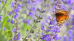 Butterfly, American painted lady.Distinguishable by its two large eyespots on the ventral side,