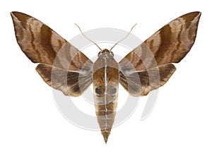 Butterfly Ampelophaga rubiginosa